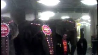 PETA video of Ringling Bros Elephant Abuse