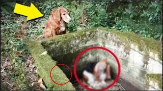 Este Perro Iba al Bosque Todos los Días, Su Dueño Decidió Seguirlo y lo que Descubrio