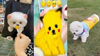 Funny and cute Pomeranian 💕🐶 best funny cute Pomeranian video compilation 17