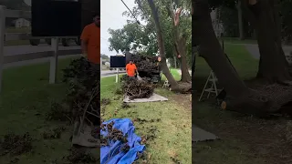 Trabajo de limpieza 🌳 quieres empezar en la jardineria? #landscaping #treework #highlevel