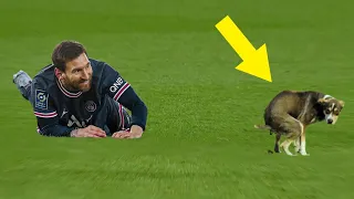 Animals On The Football Pitch