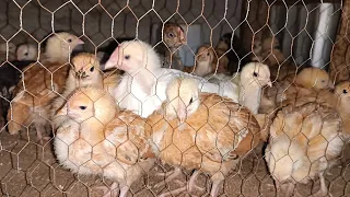 Success of chick business