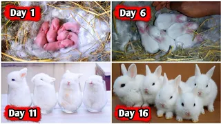 The Cutest Baby Bunny Rabbit Growing Up - 1 To 16 Days