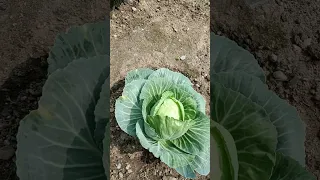 organic  vegetable garden