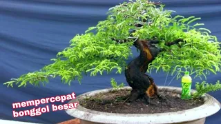 use this method!!! Is it true that the tamarind bonsai hump grows fast?