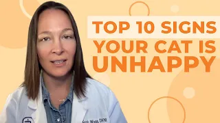 10 Signs Your Cat is Unhappy (A Vet's Thoughts)