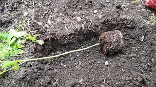 Leggy Tomatoes Can be Planted Sideways!