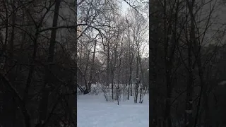 ветер сдувает снег с деревьев