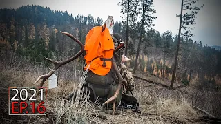 Rifle Elk Camp - The Post-Rut Elk Hunting Grind (Making Elk Roast) | 2021 Hunting Season EP.16