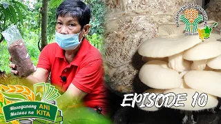 Ani at Kita sa Agrikultura: Volva Mushroom in Victoria Tarlac | Episode 10