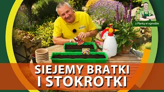 Jak siać bratki i stokrotki - Z PLANTĄ W OGRODZIE