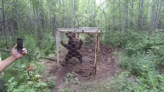 Браконьеры поймали медведя в ловушку. Иркутская область