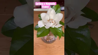 Cutting A Magnolia Flower #shorts #plants #flowers