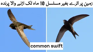 A bird that flies for 10 consecutive months without landing in urdu/hindi  #madanmedia #information
