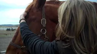 Reaching out to horses through Reiki - energy healing at Zum