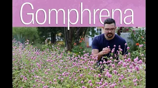 Growing Gomphrena from Seed • Heat Tolerant Cut Flower