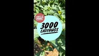 3000 Ladybugs released in garden - does it work?