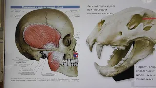 Как эволюция превращается в инволюцию. Александр Белов 30 09 2020