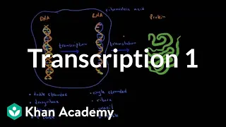 Transcription 1