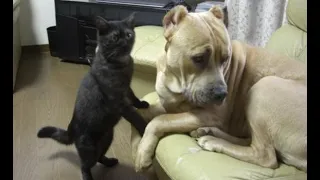 😺Are you ashamed? Look at me! 🐶 Funny video with dogs, cats and kittens! 🐱