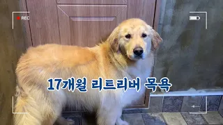 우리 집 큰 아기 리트리버 목욕🐾 ㅣ17개월이면 아기지.. 왕 큰 아기ㅣ개인기 영상ㅣ골든 리트리버 베베