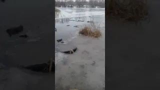 Замор рыбы на реке Усманка.(река.Усмань)г.Усмань.2 марта 2021.
