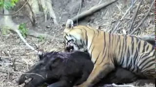 Small Sub-Adult Tiger hunting Huge Male Wild Boar