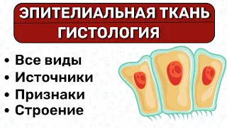 Эпителиальная ткань ГИСТОЛОГИЯ: однослойный, многослойный эпителий, переходный эпителий