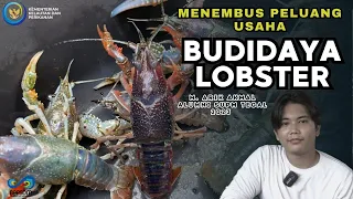 Stay Strong with Lobster || The Story Behind Freshwater Lobster Cultivation #lobster cultivation