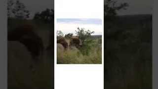 Five lions fighting in Kruger National Park 🤯 #shorts #2021