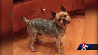 Woman loses pet Yorkie to Coyote attack