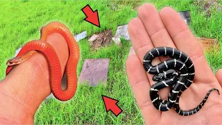 Snake Hunting in the Rain! Trash Flipping for BEAUTIFUL Snakes!