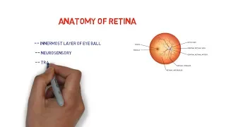 Anatomy of Retina || mnemonic  for 10 layers ||