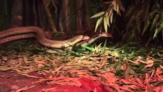 King Cobra Mating