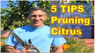 5 Tips on PRUNING & SHAPING  FRUIT (Citrus) TREES
