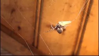 spider catching a grasshopper