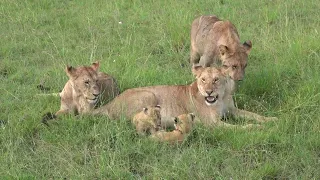 Buffalo hunt - Lions cubs and mothers - Masai Mara