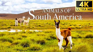 Animals of South America 4K - Scenic Wildlife Film With Calming Music - Video 4K ULTRA HD