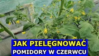 Jak Pielęgnować Pomidory w Czerwcu. Oprysk Drożdże Wapń Potas Podlewanie Nawóz Usuwanie Liści Pędów.