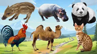 A Compilation of Amazing Animal Sounds and Videos: Panda, Camel, Cat, Boar, Chicken, Hippopotamus