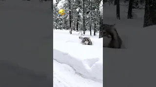 Husky Playing in Snow 🐶☃️Husky in the deep snow forest.
