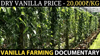 VANILLA FARMING / VANILLA CULTIVATION