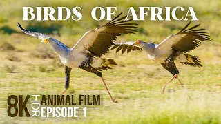 Exotic Birds of Africa - 8K HDR Wildlife Documentary Film (AI Voiceover) - Episode 1