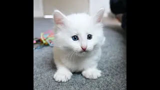 NORWEGIAN FOREST KITTEN | Fierce Playtime for 5 week old Rowen