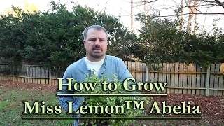 How to grow Miss Lemon™ Abelia (Variegated Evergreen Shrub with Pink Flowers)