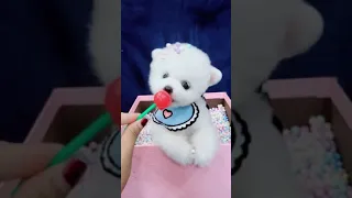 Tik Tok Chó Phốc Sóc Mini 😍 Funny and Cute Pomeranian #212