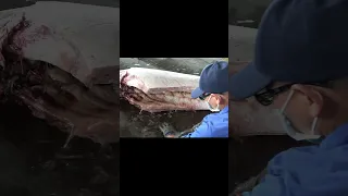 500kg Giant marlin cutting show