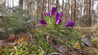 Nadchodzi wiosna. Krokusy w lesie. Wiosenny śpiew ptaków. Relaks wśród dźwięków natury. Przedwiośnie