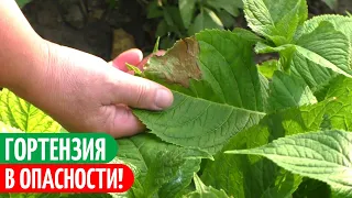 Гортензия Может ПОГИБНУТЬ, Если Не Обратить На Это ВНИМАНИЕ! Мои цветы.