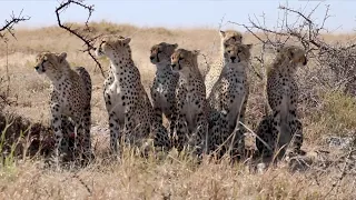Super mom cheetah Mamma Sita and her six cubs